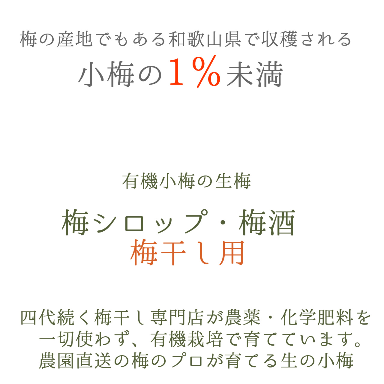 有機小梅,梅シロップ・梅酒・梅干し用の生梅、小梅