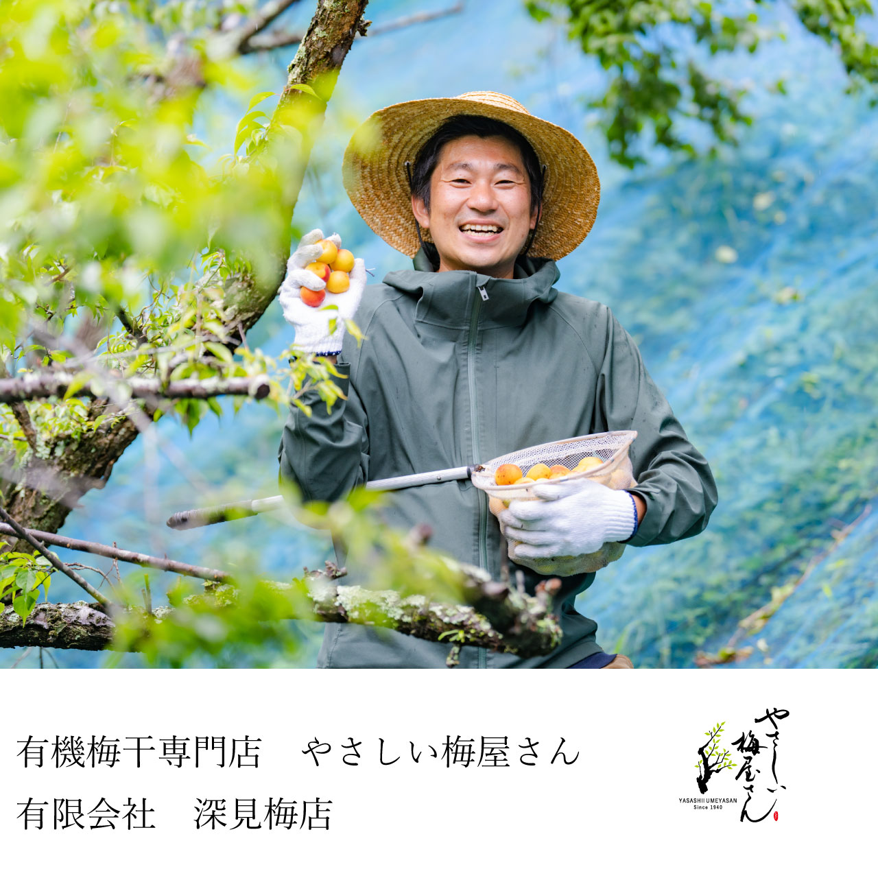 有機梅干専門店の深見梅店です