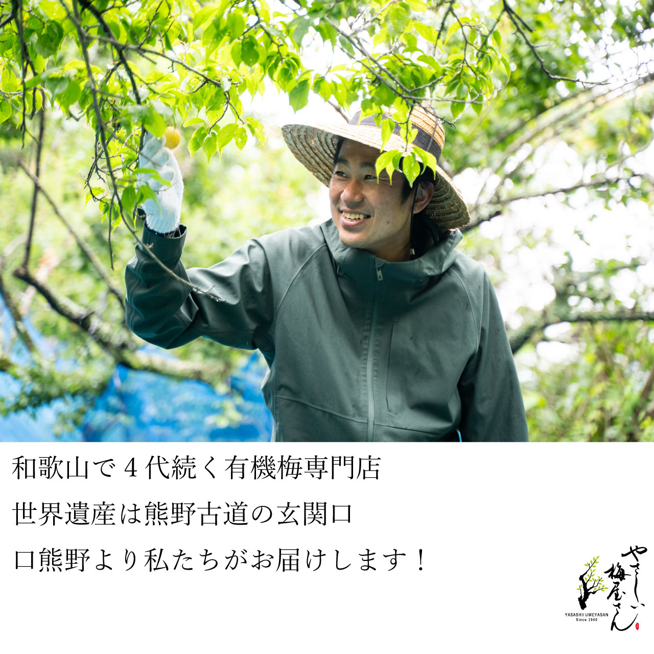 紀州 和歌山より有機栽培（無農薬・無化学肥料）で育てた南高梅を種を