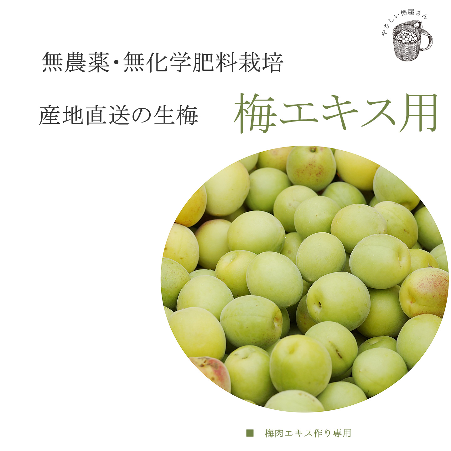生梅の産地直送（産直）通信販売（通販） 紀州無農薬生梅 梅肉