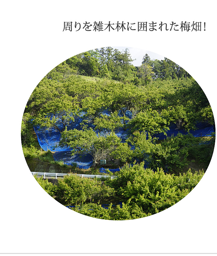 周りを雑木林で囲まれた梅畑