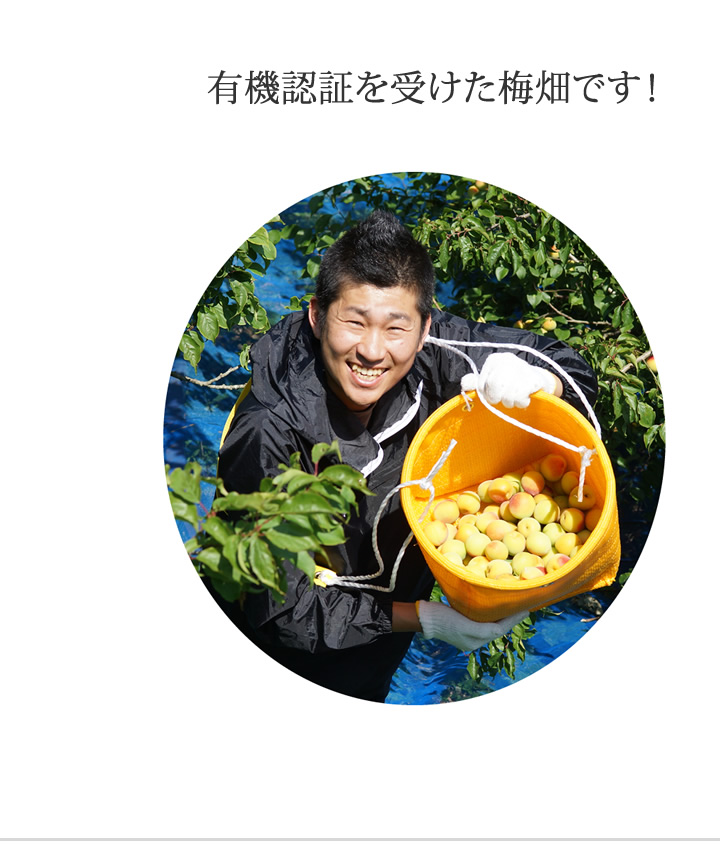 有機認証を受けた梅畑なんです。