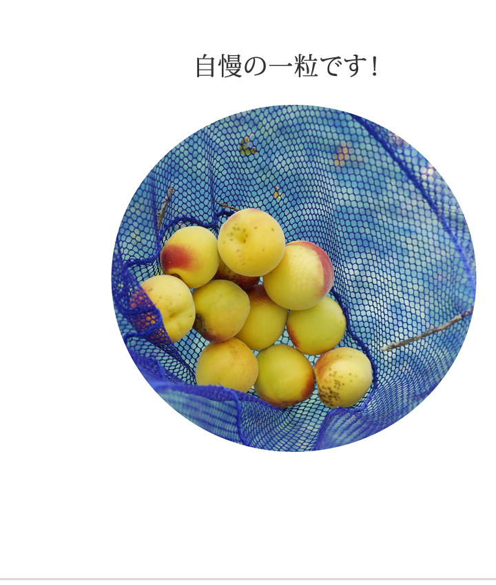綺麗な実ではありませんが自慢の一粒です。