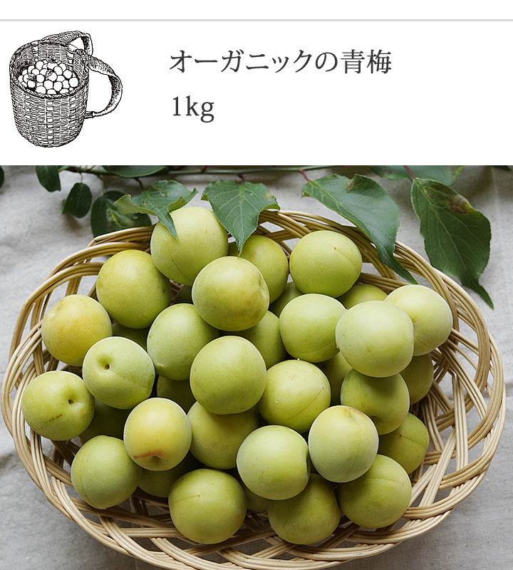 オーガニック青梅1kg