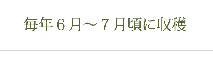 毎年6月～7月頃に収穫